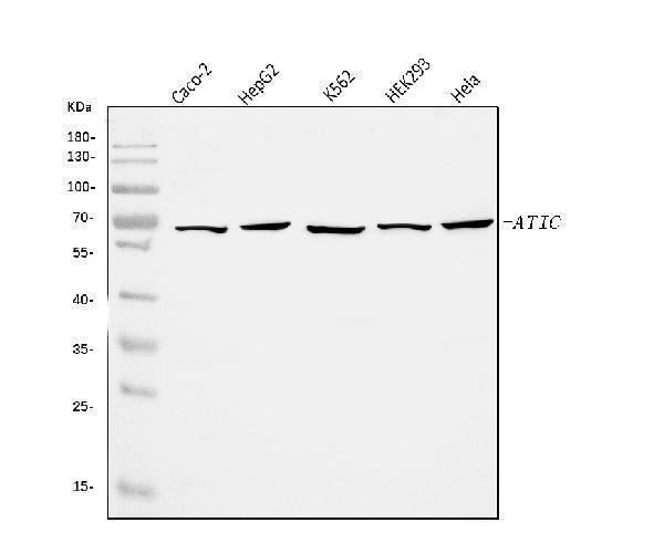 a05404 2 atic primary antibodies wb testing 1
