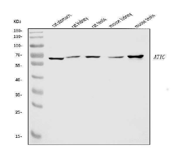 a05404 2 atic primary antibodies wb testing 2