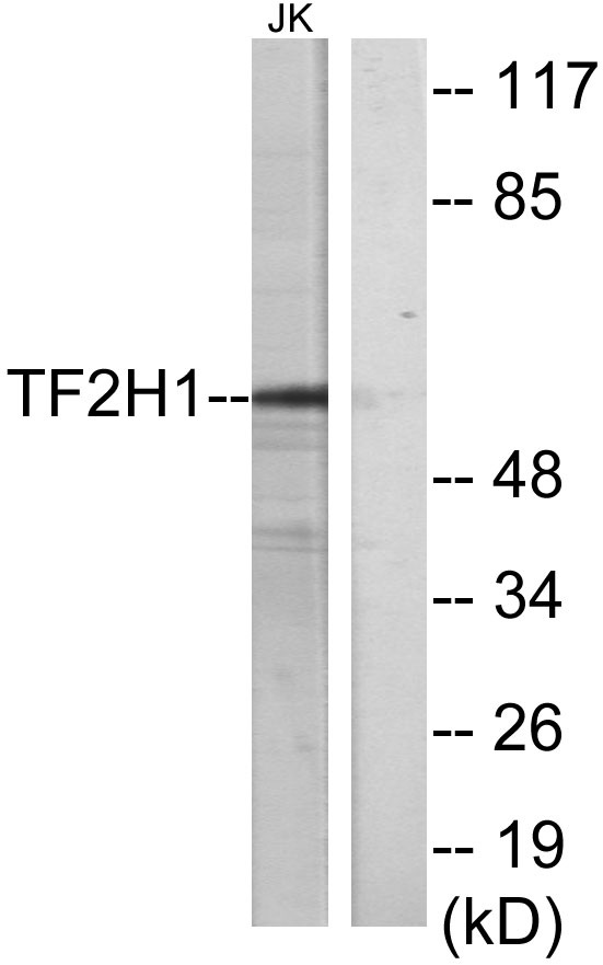 a05408 2 gtf2h1 primary antibodies wb testing 2