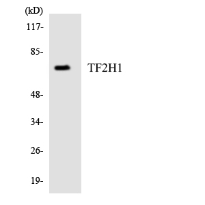 a05408 2 gtf2h1 primary antibodies wb testing 3