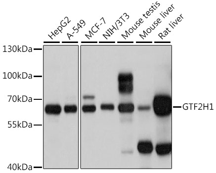 Western blot analysis of extracts of various cell lines, using GTF2H1 antibody  at 1:1000 dilution