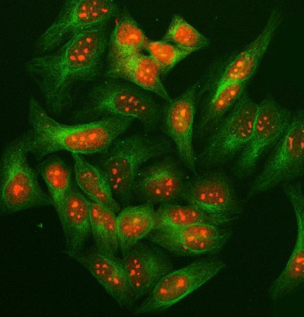  IF analysis of SUGT1 using anti-SUGT1 antibody (A05411-1) and anti-Tubulin Alpha antibody (M03989-3)