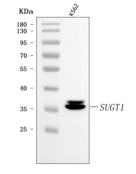  Western blot analysis of SUGT1 using anti-SUGT1 antibody (A05411-1)