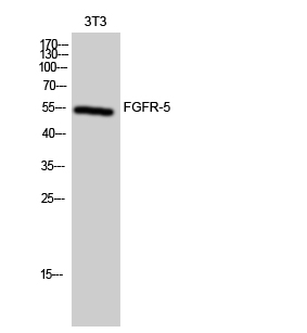 a05416 fgfrl1 primary antibodies wb testing 1