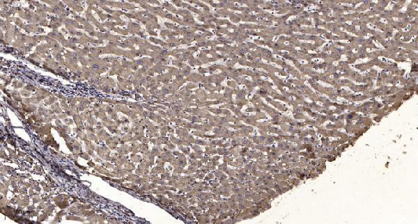 a05423 jmy primary antibodies ihc testing 1