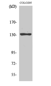 a05423 jmy primary antibodies wb testing 2