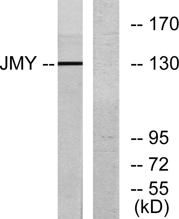 a05423 jmy primary antibodies wb testing 3