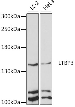 Western blot analysis of extracts of various cell lines, using LTBP3 antibody