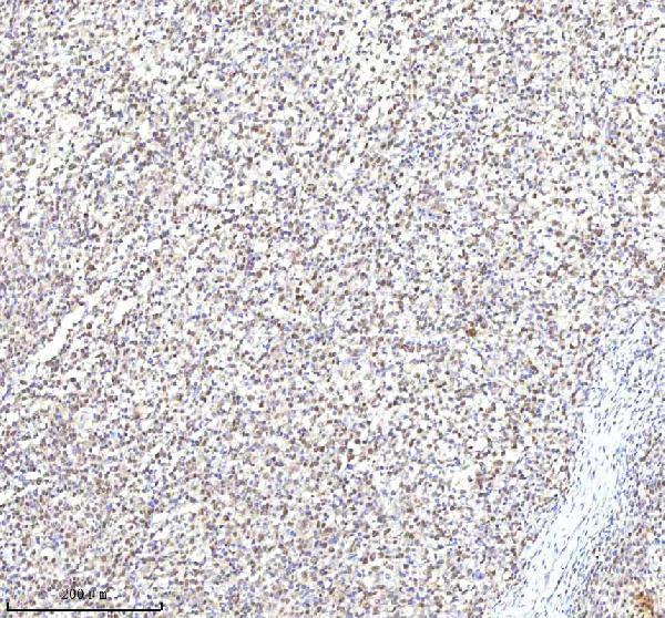 a05428 1 rlim primary antibodies ihc testing 2
