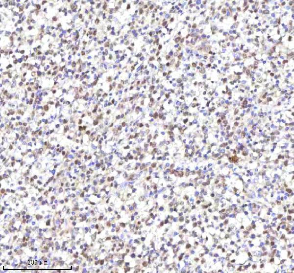 a05428 1 rlim primary antibodies ihc testing 3