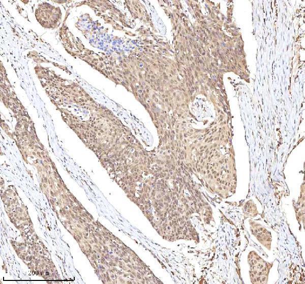 a05428 1 rlim primary antibodies ihc testing 4