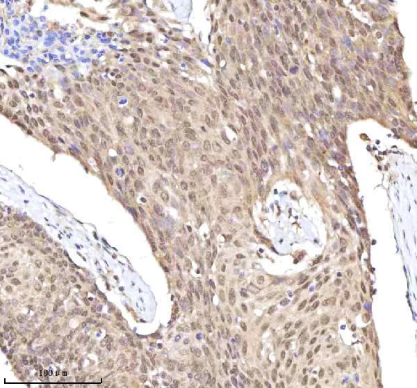 a05428 1 rlim primary antibodies ihc testing 5
