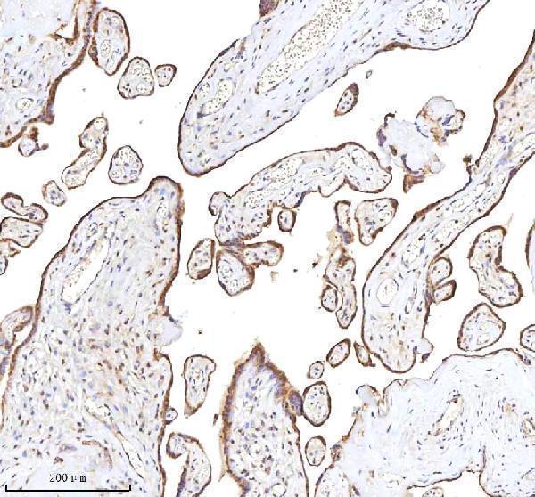 a05428 1 rlim primary antibodies ihc testing 6