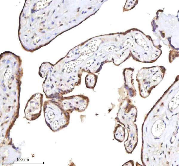 a05428 1 rlim primary antibodies ihc testing 7