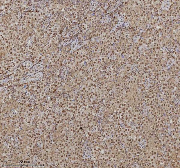 a05428 1 rlim primary antibodies ihc testing 8