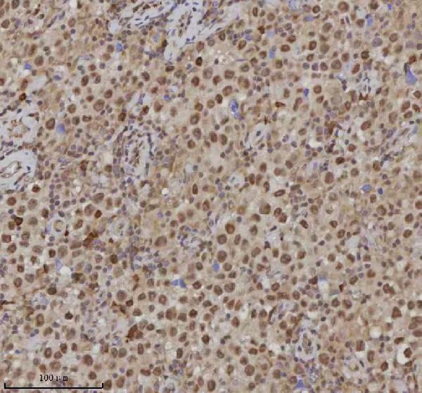 a05428 1 rlim primary antibodies ihc testing 9