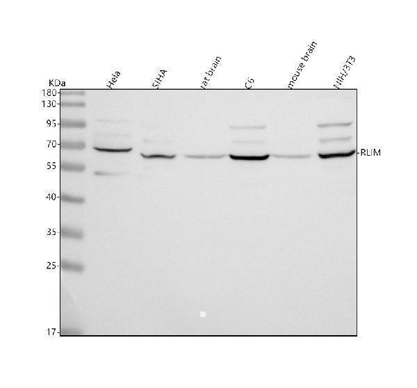 a05428 1 rlim primary antibodies wb testing 1