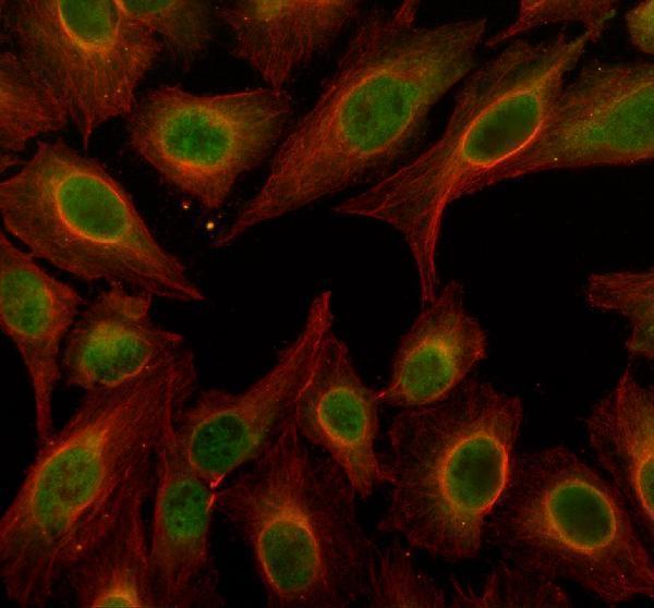 a05429 1 pan3 primary antibodies if testing 1