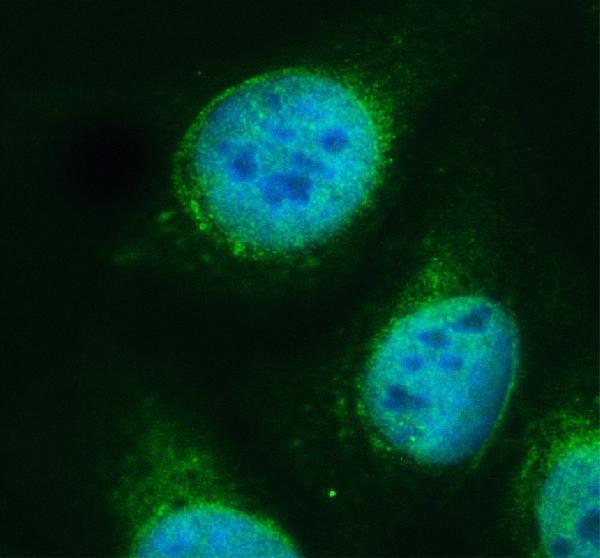 a05429 1 pan3 primary antibodies if testing 2