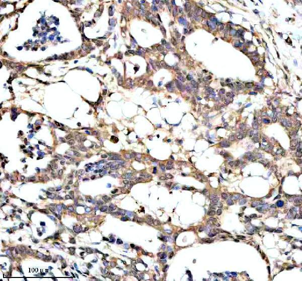 a05429 1 pan3 primary antibodies ihc testing 1