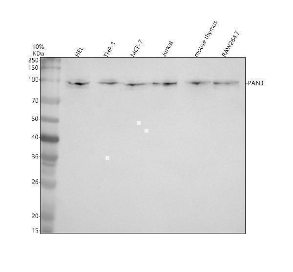 a05429 1 pan3 primary antibodies wb testing 1