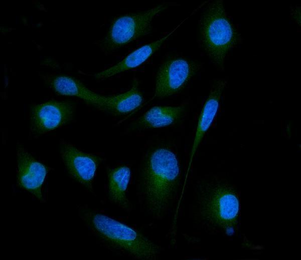a05430 2 sh3gl2 primary antibodies if testing 7