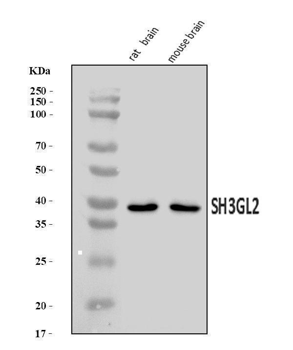 Western blot analysis of SH3GL2 using anti-SH3GL2 antibody (A05430-2)