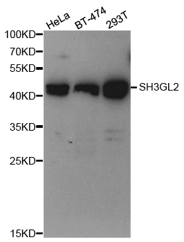 Western blot analysis of Endophilin I polyclonal antibody