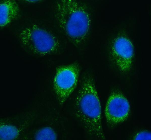 a05431 1 etfb primary antibodies if testing 1