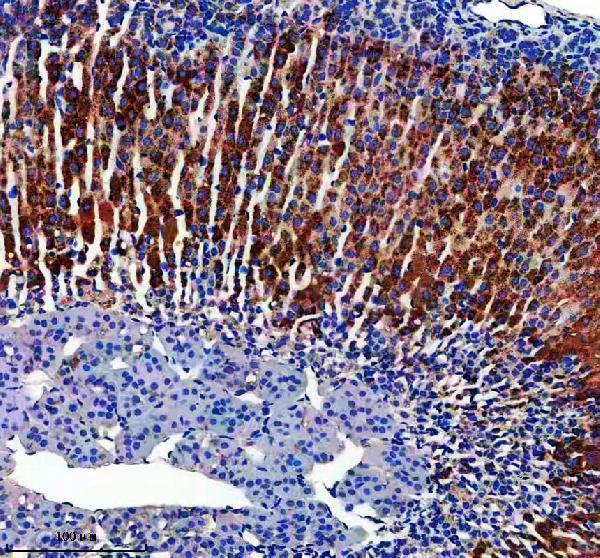 a05431 1 etfb primary antibodies ihc testing 4