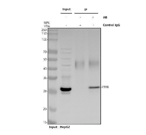 a05431 1 etfb primary antibodies ip testing 1
