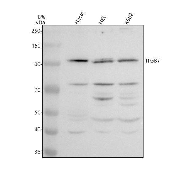 Western blot analysis of ITGB7 using anti-ITGB7 antibody (A05433-2)