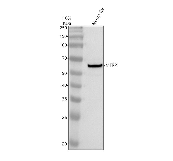 a05434 2 mfrp primary antibodies wb testing 1