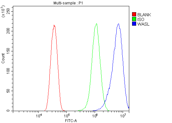  Flow Cytometry analysis of HELA cells using anti-N WASP/WASL antibody (A05438-3)