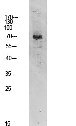 a05439 1 rrn3 primary antibodies wb testing 2