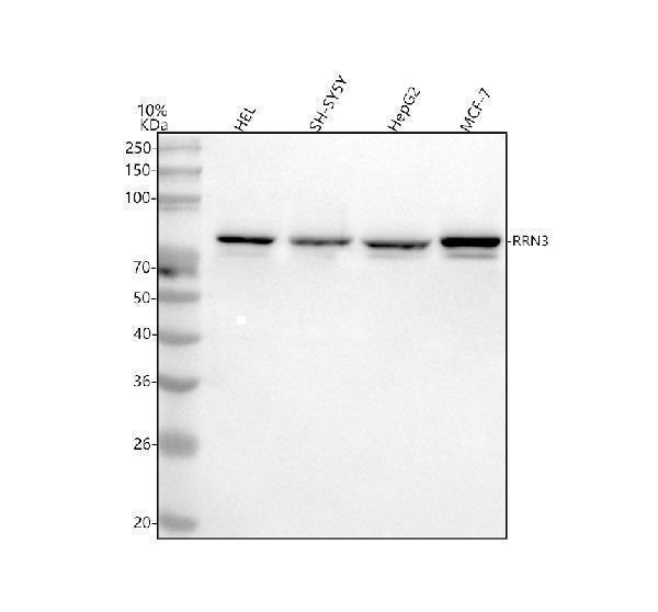 a05439 2 rrn3 primary antibodies wb testing 1