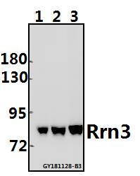 a05439 rrn3 primary antiboties wb testing 1