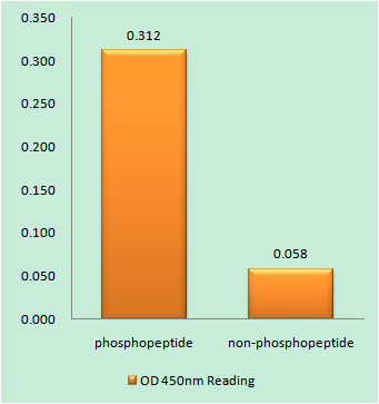 a05439s649 1 rrn3 primary antibodies elisa testing 1