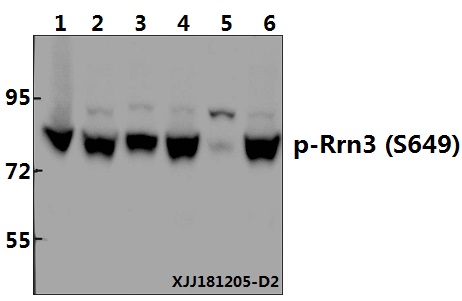 a05439s649 rrn3 primary antiboties wb testing 1