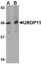 Western blot analysis of UROP11 in mouse spleen tissue lysate with UROP11 antibody at (A) 1 and (B) 2 μg/mL