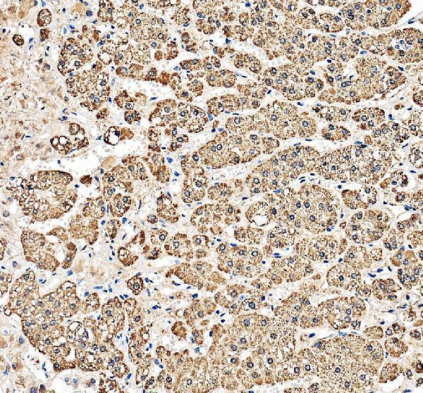 a05441 1 fdx1 primary antibodies ihc testing 1