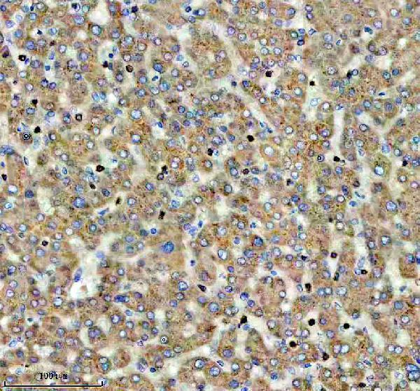  IHC analysis of FDX1 using anti-FDX1 antibody (A05441-1)