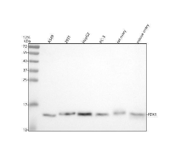  Western blot analysis of FDX1 using anti-FDX1 antibody (A05441-1)