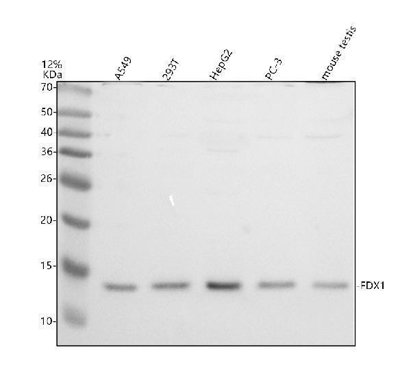 a05441 1 fdx1 primary antibodies wb testing 1_1