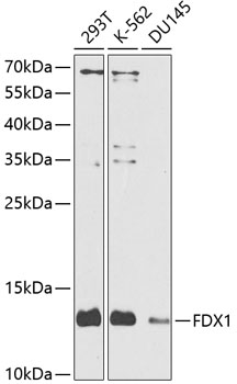 Western blot analysis of extracts of various cell lines, using FDX1/ADX antibody  at 1:1000 dilution