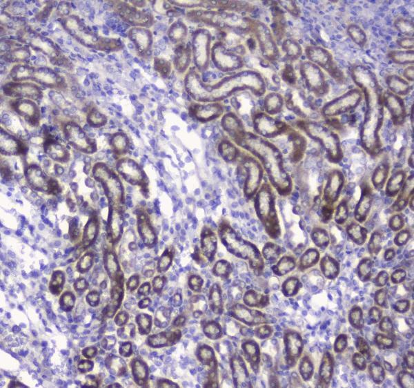 a05442 1 cox_iv primary antibodies ihc testing 2