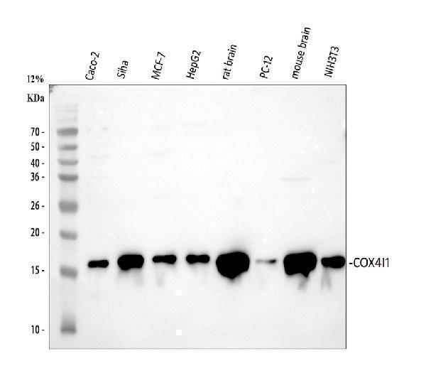 a05442 1 cox_iv primary antibodies wb testing 1