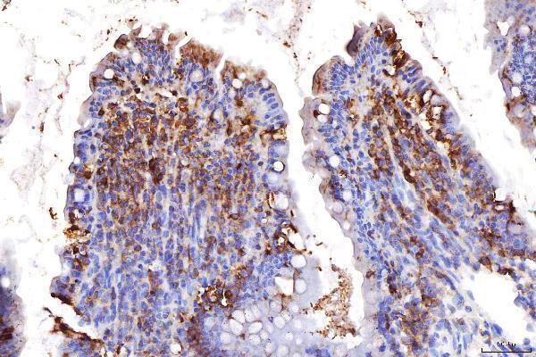  IHC analysis of COX IV/COX4I1 using anti-COX IV/COX4I1 antibody (A05442-2)