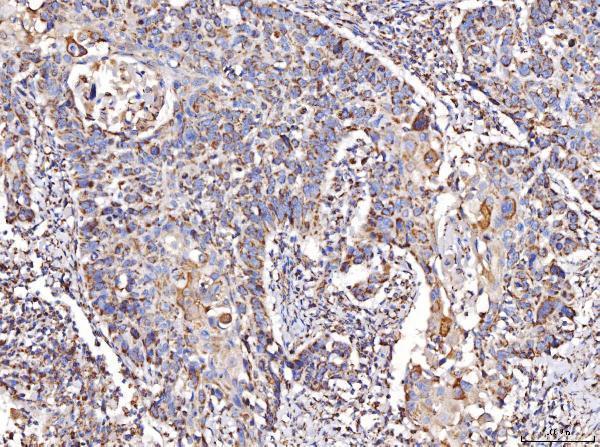  IHC analysis of COX IV/COX4I1 using anti-COX IV/COX4I1 antibody (A05442-2)
