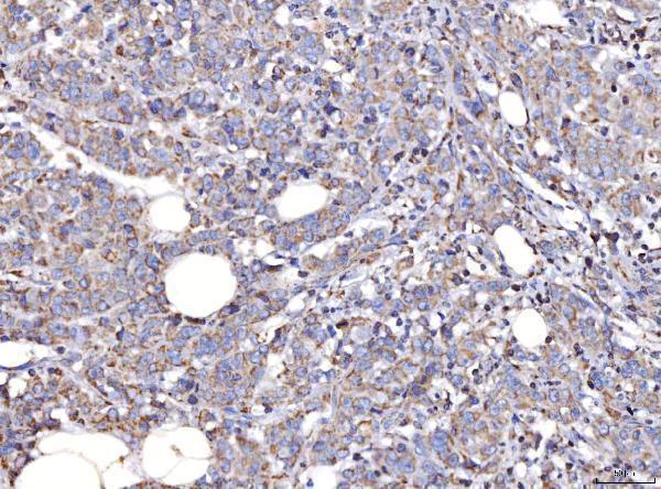 a05442 2 cox4i1 primary antibodies ihc testing 4